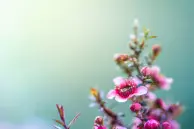 htc one wallpaper 16