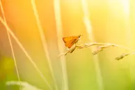 sony xperia z2 wallpaper butterfly and wildflower