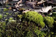 HTC One M9 camera samples 3 16696935535 3f9ea6cc76 z