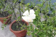 Huawei Honor 4X review: The new king of budget phablets 13 IMG 20150426 103306