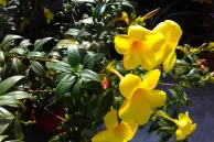 Xiaomi Redmi 2 Prime camera sample