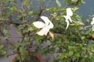 Yu Yutopia review: Terrific hardware ruined by poor software 15 Yu Yutopia camera sample