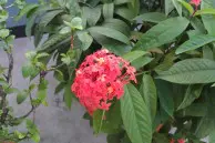 Yu Yutopia review: Terrific hardware ruined by poor software 13 Yu Yutopia camera sample