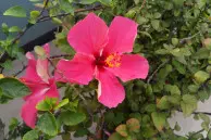 Lenovo Vibe K4 Note camera sample