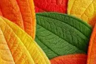 Leaves