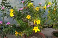 Redmi 3S camera sample