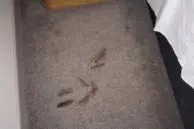 Samsung Galaxy Note 7 Explodes in Australia; Leaves Owner with a $1800 AUD Hotel Bill in Damages 1 Note 7 Explodes in Australia