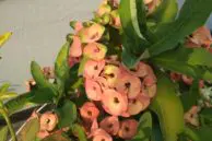 4 Flower
