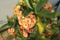 4a flower