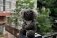 OnePlus 5 vs iPhone 7 Plus Portrait Mode and Optical Zoom Camera Comparison 2 Koala OP5 Bokeh