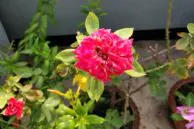 OnePlus 5 Camera Samples 3 OP5 Camera Sample