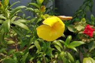 OnePlus 5 Camera Samples 2 OP5 Camera Sample2