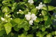 OnePlus 5 Camera Samples 4 OP5 Camera Sample3