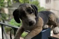 OnePlus 5 vs iPhone 7 Plus Portrait Mode and Optical Zoom Camera Comparison 4 OP5 Dog Bokeh