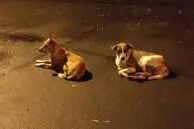 OnePlus 5 Camera Samples 10 OP5 camera sample zoom9