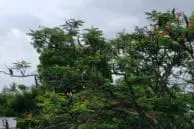 OnePlus 5 vs iPhone 7 Plus Portrait Mode and Optical Zoom Camera Comparison 8 OP5 zoom6