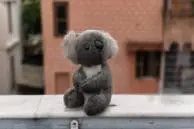 OnePlus 5 vs iPhone 7 Plus Portrait Mode and Optical Zoom Camera Comparison 6 Op5 koala bokeh roof