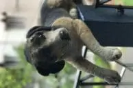 OnePlus 5 vs iPhone 7 Plus Portrait Mode and Optical Zoom Camera Comparison 3 iPhone dog boleh