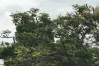 OnePlus 5 vs iPhone 7 Plus Portrait Mode and Optical Zoom Camera Comparison 10 iphone zoom6