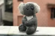 OnePlus 5 vs iPhone 7 Plus Portrait Mode and Optical Zoom Camera Comparison 5 koala iphone 7 bokeh