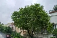 Xiaomi Mi Max 2 Review 9 Mi Max 2 Camera Sample