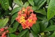 Xiaomi Mi Max 2 Review 12 Mi Max 2 Camera Sample