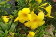 Xiaomi Mi Max 2 Review 10 Mi Max 2 Camera Sample