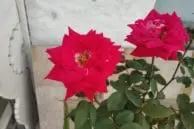 rnp5 flower