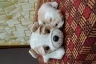 N7 portrait dog