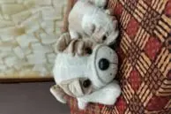 rn5 portrait dog