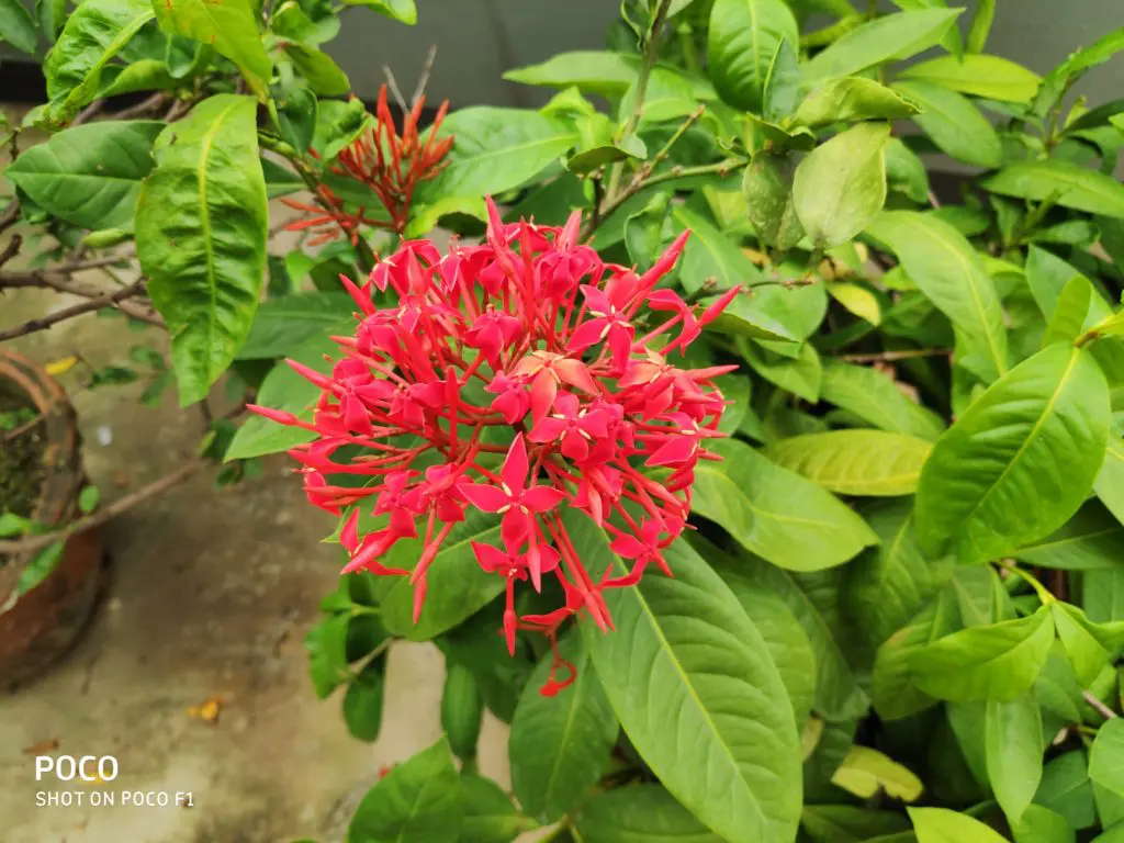 Poco F1 Camera Sample