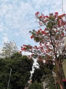 Huawei P30 Pro Review: Impressive, Inconsistent Flagship! 28 IMG 20190502 173030