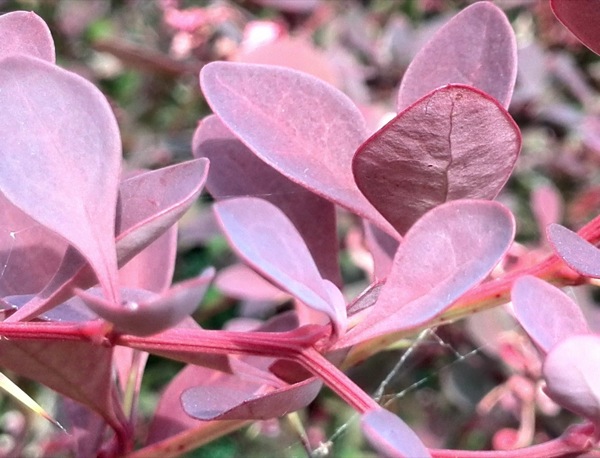 Sample photo from the Ascend P6, cropped into centre detail....