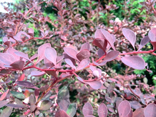 Sample photo from the Ascend P6