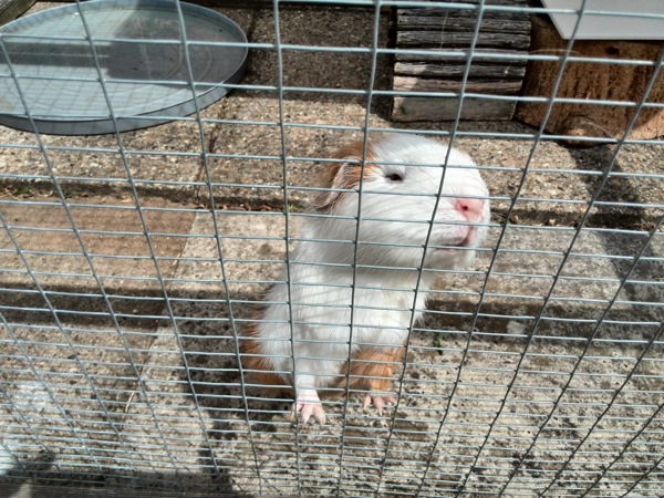 Sample photo from the Ascend P6