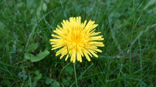 Dandelion