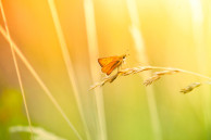 sony xperia z2 wallpaper butterfly and wildflower