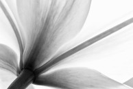 sony xperia z2 wallpaper vintage