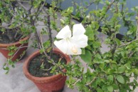 IMG 20150426 103306