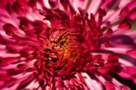 Chrysanthemum