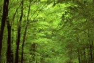 Forest road