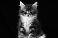 Kitten