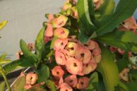4 Flower