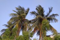 4a tree