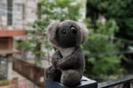 Koala OP5 Bokeh