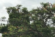 iphone zoom6