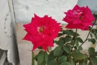 rnp5 flower