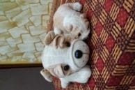 N7 portrait dog