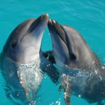 google ai dolphin gemma