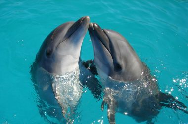 google ai dolphin gemma